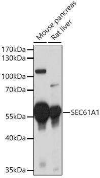 SEC61A1 Rabbit pAb