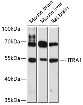 HTRA1 Rabbit pAb