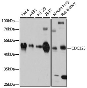 CDC123 Rabbit pAb