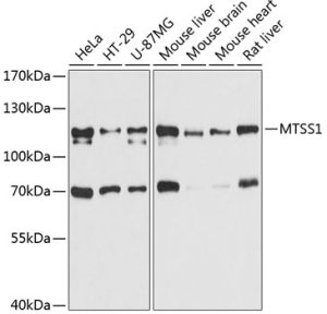 MTSS1 Rabbit pAb