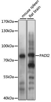 PADI2 Rabbit pAb