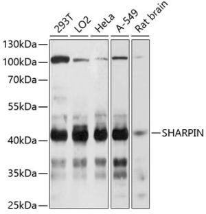 SHARPIN Rabbit pAb