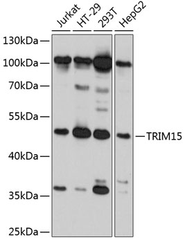TRIM15 Rabbit pAb