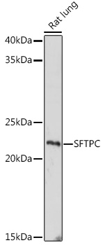 SFTPC Rabbit pAb