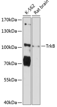 TrkB Rabbit pAb