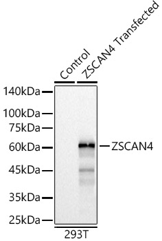 ZSCAN4 Rabbit pAb