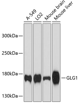 GLG1 Rabbit pAb