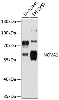 NOVA1 Rabbit pAb
