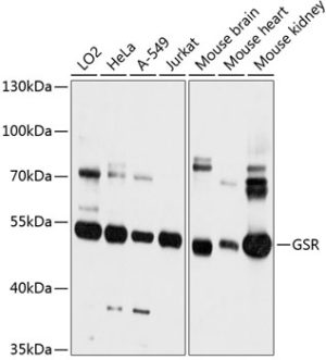 GSR Rabbit pAb