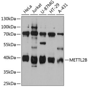 METTL2B Rabbit pAb