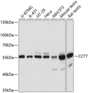 CCT7 Rabbit pAb