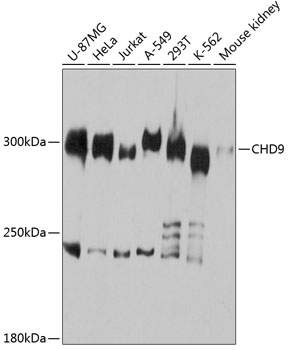 CHD9 Rabbit pAb