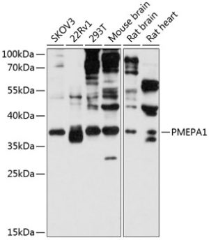PMEPA1 Rabbit pAb