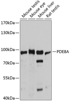 PDE8A Rabbit pAb