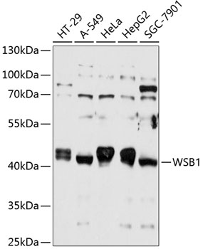 WSB1 Rabbit pAb