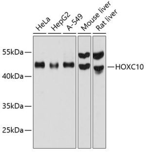 HOXC10 Rabbit pAb