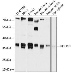 POLR3F Rabbit pAb