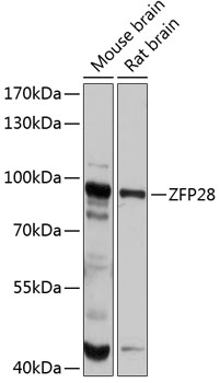 ZFP28 Rabbit pAb
