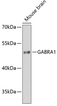 GABRA1 Rabbit pAb