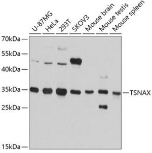 TSNAX Rabbit pAb