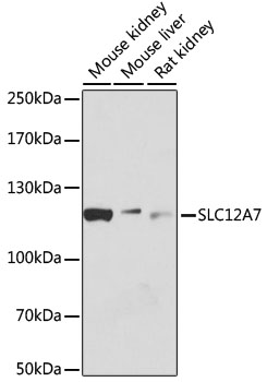 SLC12A7 Rabbit pAb