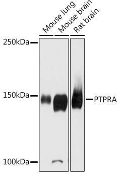 PTPRA Rabbit pAb