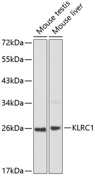KLRC1 Rabbit pAb