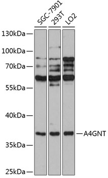 A4GNT Rabbit pAb