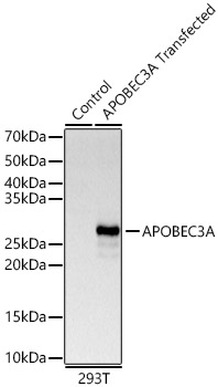 APOBEC3A Rabbit pAb