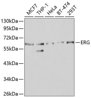 ERG Rabbit pAb