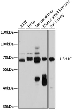USH1C Rabbit pAb