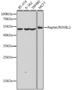Reptin/RUVBL2 Rabbit pAb