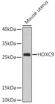 HOXC9 Rabbit pAb