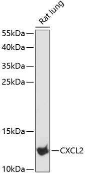 CXCL2 Rabbit pAb