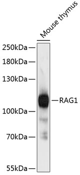 RAG1 Rabbit pAb