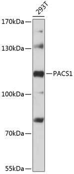 PACS1 Rabbit pAb
