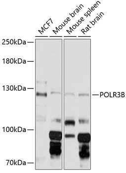 POLR3B Rabbit pAb