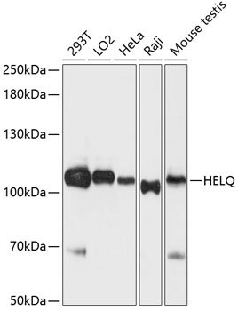 HEL308 Rabbit pAb