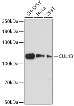 CUL4B Rabbit pAb