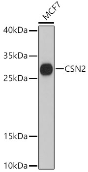 CSN2 Rabbit pAb