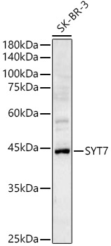 SYT7 Rabbit pAb