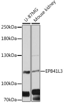 EPB41L3 Rabbit pAb