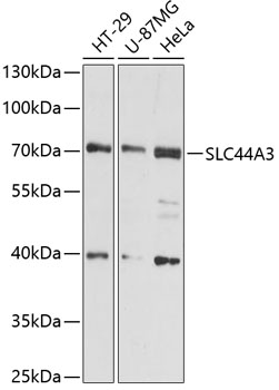 SLC44A3 Rabbit pAb