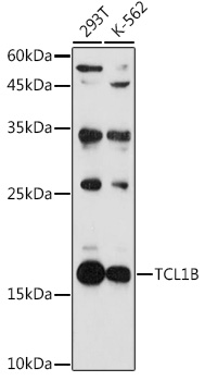 TCL1B Rabbit pAb