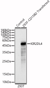 KIR2DL4 Rabbit pAb