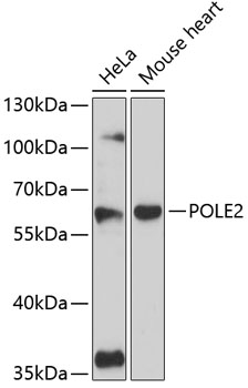 POLE2 Rabbit pAb