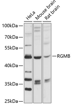 RGMB Rabbit pAb