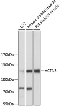 ACTN3 Rabbit pAb