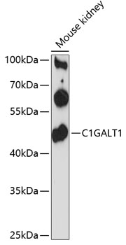C1GALT1 Rabbit pAb