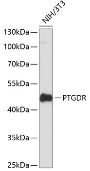 PTGDR Rabbit pAb